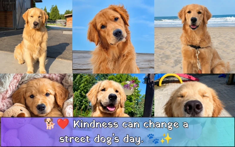 Street Dog Captions For Instagram